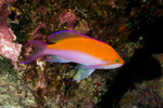 Anthias