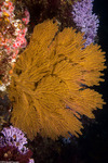 Octocorals