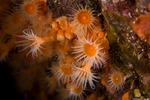Cnidarians