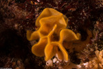 Bryozoa