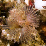 Sabellida