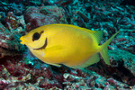Rabbitfishes