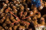 Brittle Stars
