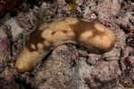 Sea Cucumbers