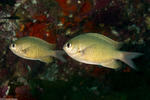 Chromis
