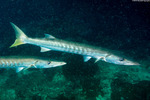 Barracudas