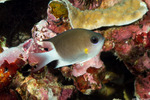 Pycnochromis
