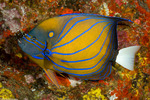 Angelfishes