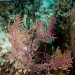 Octocorals
