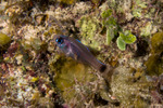 Cardinalfishes