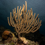 Octocorals