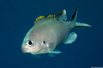 Chromis