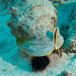 Cassis cornuta (Horned Helmet)