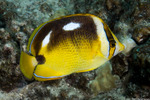 Butterflyfishes