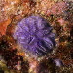 Bryozoans