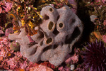 Tunicates