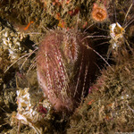 Sea Urchins