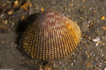 Mollusca