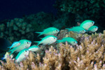 Chromis