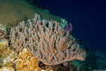 Octocorals