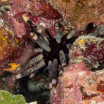 Echinoidea