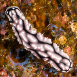 Phyllidiidae