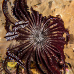Echinodermata