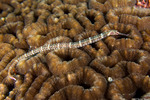 Syngnathidae