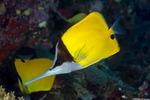 Butterflyfishes