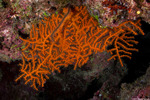 Octocorals