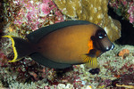 Acanthurus