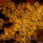 Tunicates