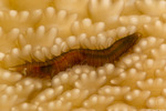 Annelida