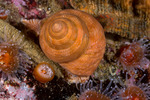Calliostoma