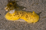 Peltodoris