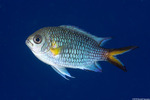 Chromis