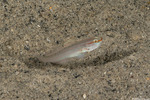 Amblygobius