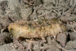 Sea Cucumbers