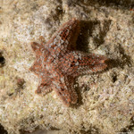 Asterinidae