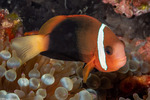 Amphiprion