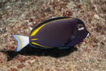 Acanthurus