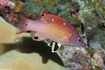 Bodianus