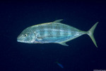 Carangoides