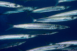 Barracudas