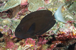 Surgeonfishes and Tangs