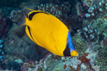 Butterflyfishes