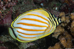 Chaetodontidae