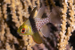 Cardinalfishes