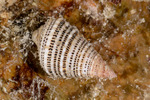Mollusca