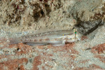 Gobiidae